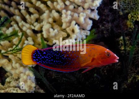 CORIS gaimard, le wrasse à queue jaune ou le coris africain, entre autres noms vernaculaires, est une espèce de wrasse originaire des eaux tropicales du centre Banque D'Images