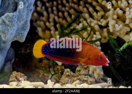 CORIS gaimard, le wrasse à queue jaune ou le coris africain, entre autres noms vernaculaires, est une espèce de wrasse originaire des eaux tropicales du centre Banque D'Images