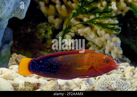 CORIS gaimard, le wrasse à queue jaune ou le coris africain, entre autres noms vernaculaires, est une espèce de wrasse originaire des eaux tropicales du centre Banque D'Images