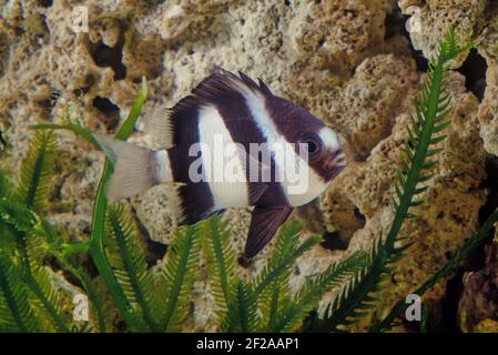 Le Dascyllus aruanus, communément appelé dascyllus ou humbur damégoïste parmi d'autres noms vernaculaires, est une espèce de poisson marin dans la famille Banque D'Images