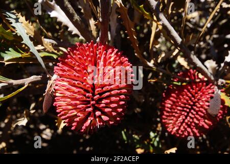 Fleurs rouges de Banksia caleyi, lanterne rouge banksia, dans un habitat naturel près de Hopetoun, en Australie occidentale Banque D'Images