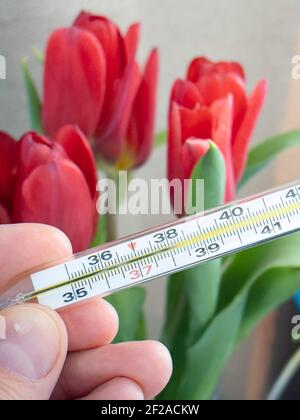 Thermomètre médical analogique à main mâle pour vérifier la température sur le fond du ressort avec des fleurs rouges, des tulipes. Banque D'Images