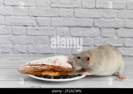Un joli rat décoratif gris prend un morceau de produits de boulangerie ou de tarte. Les rongeurs mangent de près. Banque D'Images