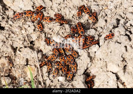 Firebug (Pyrrhocoris apterus) Banque D'Images