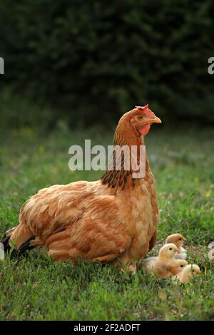 Mère poule avec des poulets dans une cour rurale.poulets dans une herbe dans le village.Gallus gallus domesticus.ferme biologique de volaille.économie durable. Banque D'Images
