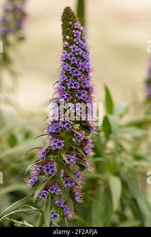 Un cliché vertical de fleurs d'échium callithyrsum violet en fleurs Banque D'Images