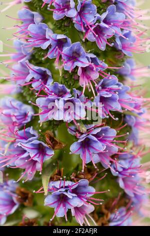 Un cliché vertical de fleurs d'échium callithyrsum violet en fleurs Banque D'Images