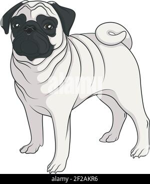 Image vectorielle couleur d'un pug. Objet isolé sur blanc. Illustration de Vecteur