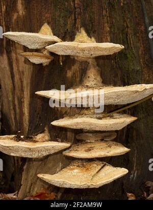 Plusieurs corps fruitiers d'un champignon à support blanc, probablement un support grumeleux, sur une souche de Beech pourrie Banque D'Images