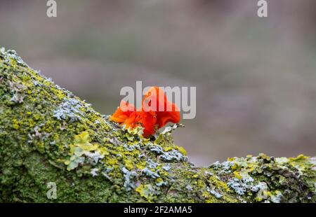 Le champignon Orange Golden Jelly ou Yellow Brain ou (Tremella mesenterica) sur le lichen a couvert la branche morte d'un chêne. Banque D'Images