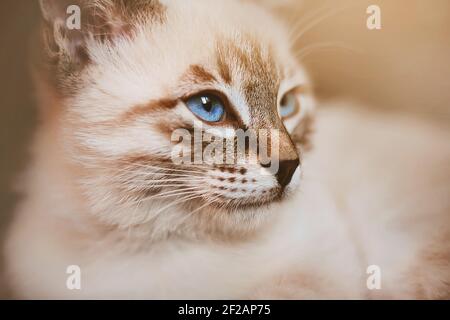 Un joli chaton thaïlandais à rayures et yeux bleu vif est illuminé par la lumière du soleil. Un animal de compagnie. Banque D'Images