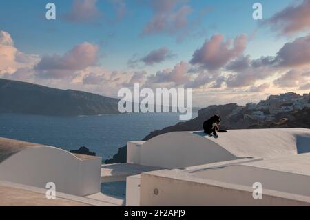 Un chien tranquille sur le toit blanc d'une maison à Oia, en Grèce, se trouve dans les lumières de coucher de soleil sur l'île. En arrière-plan, le ciel nuageux et la caldeira Banque D'Images