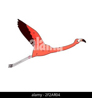 Vector vector dessin animé rose pêche flamant isolé sur fond blanc. Doodle animal répand ses ailes et ses mouches Illustration de Vecteur