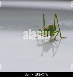 Giant vert Grasshopper sur une surface argentée réfléchissante par temps venteux, détails rapprochés, carré Banque D'Images