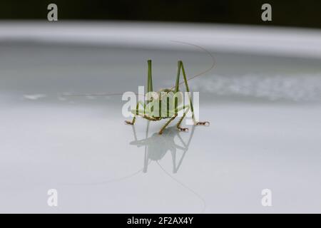Un Grasshopper géant vert sur une surface argentée réfléchissante par temps venteux, détails rapprochés, rectangulaire Banque D'Images