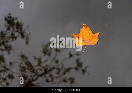 Feuille tombée aux couleurs automnales flottant sur la surface de l'eau, reflet de l'arbre dans l'eau, feuille d'automne orange flottant sur l'eau, reflet de l'arbre Banque D'Images