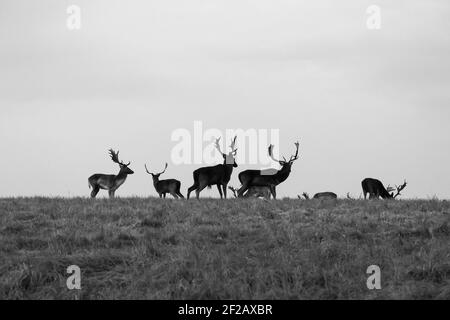 Herd of Deers noir et blanc à Phoenix Park, Dublin, Irlande, parc de la ville, plus grand parc de la ville en Europe, cerf sauvage, silhouette, faune, herbe Banque D'Images