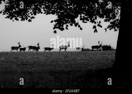 Herd of Deers noir et blanc à Phoenix Park, Dublin, Irlande, parc de la ville, plus grand parc de la ville en Europe, cerf sauvage, silhouette, faune, herbe Banque D'Images