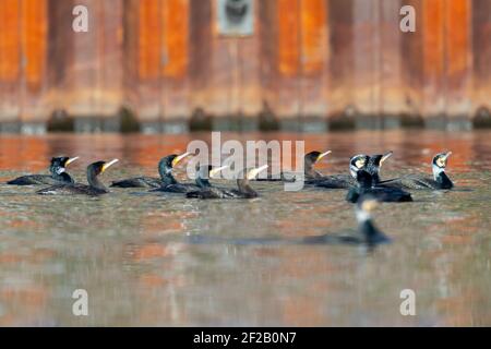 Un grand groupe de grands cormorans (Phalacrocorax carbo) nageant et pêchant dans un lac. Banque D'Images