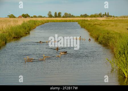 Un grand troupeau d'Oies et de cygnes nageant dans le canal. Champs verts et végétation de chaque côté du canal. Banque D'Images