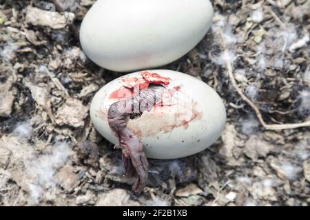 Gros plan du nid de Cygne muet avec des œufs et le cygnet faisant la première perforation de coquille d'oeuf avec le pied Banque D'Images