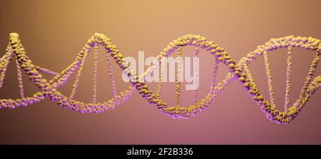 ADN, acide désoxyribonucléique, structure de la molécule à double hélice, chaînes de polynucléotides, atomes, brins de structure génétique humaine illustration du modèle 3D Banque D'Images