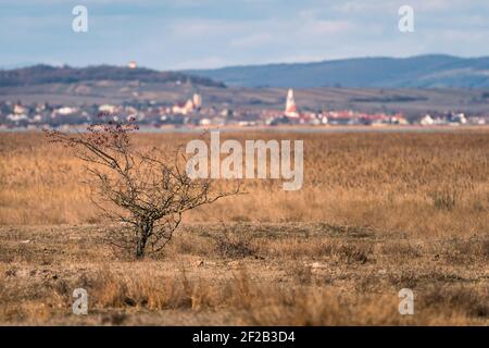 Ceinture à roseaux de Neusiedlersee (Autriche) par une journée ensoleillée en hiver, petit arbre Banque D'Images