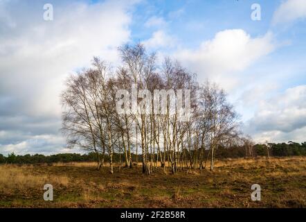 Heath paysage en hiver aux pays-Bas avec groupe de bouleau arbres Banque D'Images