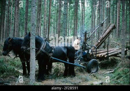 Travailler dans la forêt dans les années 1970. Un homme travaille dans sa forêt et coupe des arbres pour les transporter sur un avec son cheval à sa maison ou à la scierie. Deux chevaux tire le wagon chargé de grumes. La grue est entraînée par un moteur à 2 temps et une pompe hydraulique qui facilite le chargement et le déchargement du bois. Suède 1975 Banque D'Images