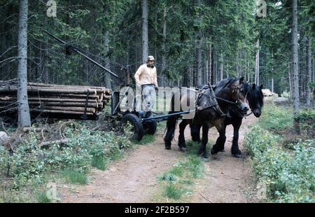 Travailler dans la forêt dans les années 1970. Un homme travaille dans sa forêt et coupe des arbres pour les transporter sur un avec son cheval à sa maison ou à la scierie. Deux chevaux tire le wagon chargé de grumes. La grue est entraînée par un moteur à 2 temps et une pompe hydraulique qui facilite le chargement et le déchargement du bois. Suède 1975 Banque D'Images