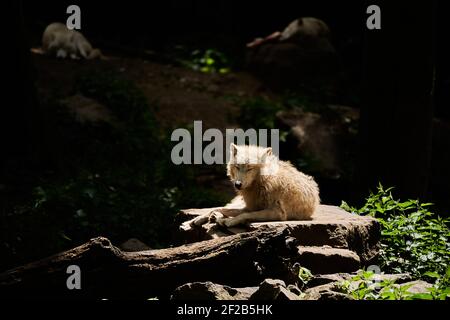 Loup de la baie d'Hudson, un grand loup blanc, vit dans l'Arctique et sur la côte nord-ouest de la baie d'Hudson, au Canada, en Amérique du Nord. Canis lupus hudso Banque D'Images