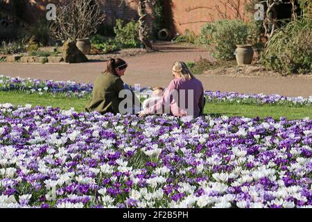 Crocuses «Flower Record» «Pickwick» et «Jeanne d’Arc», Conifer Lawn, RHS Garden Wisley, Woking, Surrey, Angleterre, Grande-Bretagne, Royaume-Uni, Europe Banque D'Images