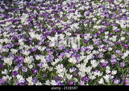 Crocuses «Flower Record» «Pickwick» et «Jeanne d’Arc», Conifer Lawn, RHS Garden Wisley, Woking, Surrey, Angleterre, Grande-Bretagne, Royaume-Uni, Europe Banque D'Images