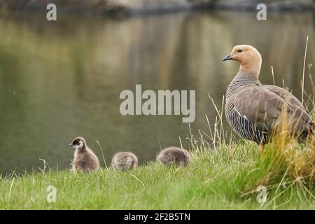 Chloephaga picta, ounache des hautes terres ou oie de Magellan est une sous-famille des Anatidae. Famille avec une femelle et du poulet marchant dans un vert luxuriant Banque D'Images