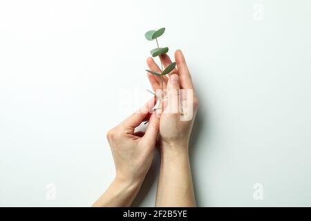 Les mains des femmes tiennent la branche d'eucalyptus sur fond blanc Banque D'Images