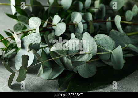 Belles branches d'eucalyptus avec des gouttes d'eau sur une table grise texturée, verdure fraîche Banque D'Images