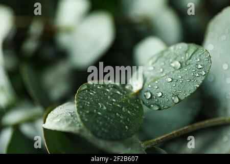 Belles feuilles d'eucalyptus avec des gouttes d'eau, gros plan de la rosée fraîche sur le feuillage vert argenté Banque D'Images