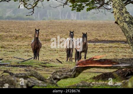 Equus, chevaux sauvages à tierra del fuego, Patagonie. Des chevaux sombres, forts et forts debout sous la pluie dans un bois avec des buissons et un vert gras luxuriant, ainsi Banque D'Images