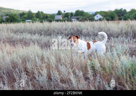 Chien debout dans l'herbe sèche . Animal domestique dans le village . Animal de compagnie rustique Banque D'Images