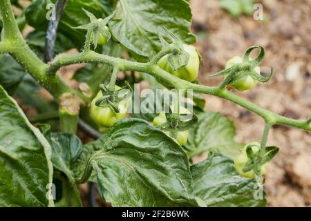 tomates vertes sur une branche dans un jardin Banque D'Images