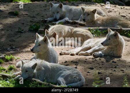 Loup de la baie d'Hudson, un grand loup blanc, vit dans l'Arctique et sur la côte nord-ouest de la baie d'Hudson, au Canada, en Amérique du Nord. Canis lupus huds Banque D'Images