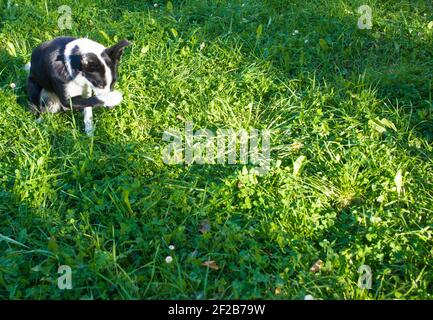 Le chien a honte. Border collie couvre son nez avec sa paw. Bannière avec espace de copie Banque D'Images