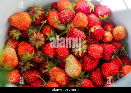 Fraises biologiques fraîches imparfaites. Aérienne, douce. Fraises biologiques saisonnières, fraîchement récoltées avec des feuilles vertes et naturelles. En bonne santé Banque D'Images