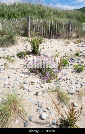 La grande allow pousse sur la plage de Conwy Snowdonia North Pays de Galles Banque D'Images