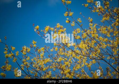 De nouvelles feuilles fraîches sur les arbres contre le ciel printemps Banque D'Images