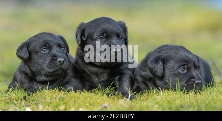 Black labrador retriever chiots Banque D'Images