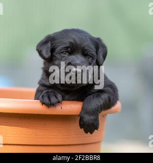 Chiot labrador noir Banque D'Images