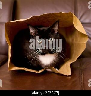 Chat dans un sac en papier marron, chat noir avec des yeux dorés et des marques blanches se défait de sa cachette. Banque D'Images