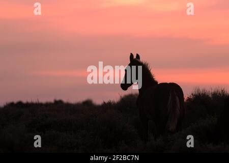 Wild Horse silhoueté dans un coucher de soleil du Wyoming Banque D'Images