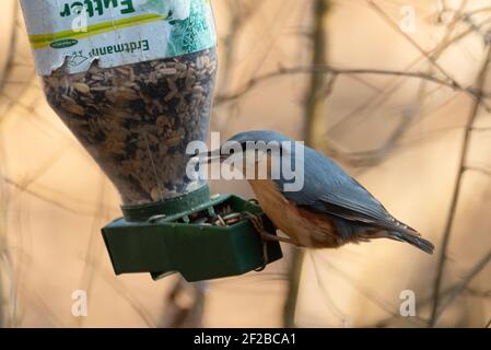 Nuthatch eurasien (Sitta europaea) manger à partir d'un mangeoire à oiseaux Banque D'Images